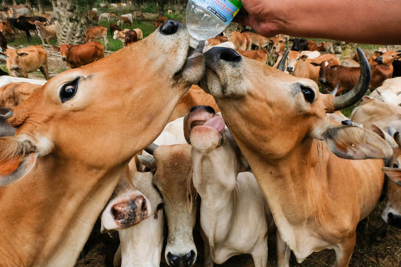 A herd of cows in Terengganu, Malaysia, being given water, showcasing farm life.
