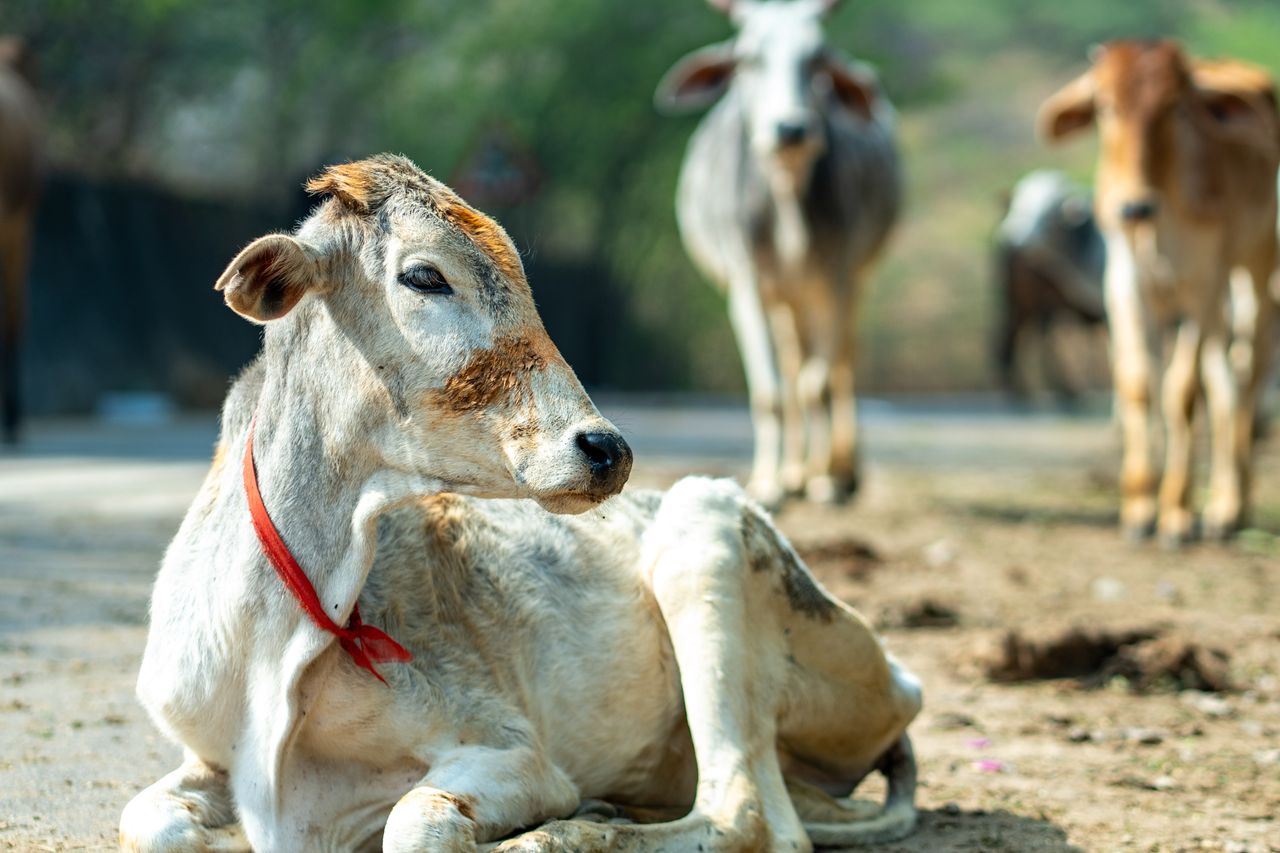 A group of cows relaxing outdoors on a sunny day, highlighting natural pastoral life.