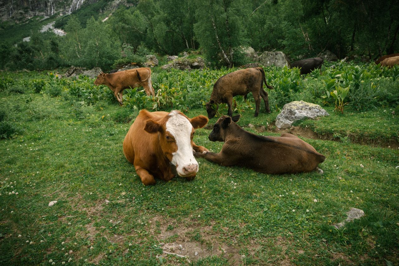 A tranquil scene of cows resting and grazing in a lush green pasture surrounded by trees.